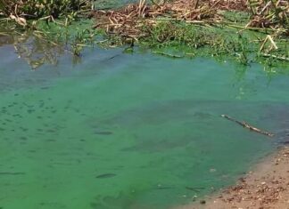 La UNER investiga la aparición de verdín en el río Uruguay