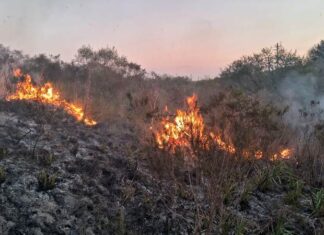 Incendio forestal intencional en zona rural de Gianera fue controlado por bomberos