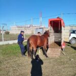 Caballos recuperados 1