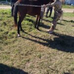 Caballos recuperados 2