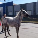 Caballos recuperados 3