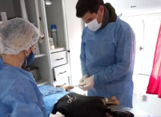 Castraciones y una cirugía ortopédica especial por un caso de maltrato animal