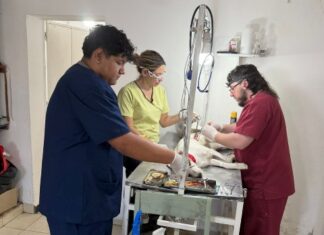 Sanidad Animal: más de 2.300 castraciones en lo que va del año