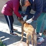 sanidad animal 2