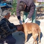 sanidad animal 3