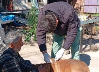 Sanidad Animal: el quirófano móvil llega al barrio Villa Itapé