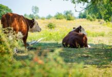Hay disponibilidad de nuevas líneas de crédito en valor producto para el sector ganadero