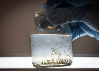 Ante la presencia de lluvias en la provincia, Salud recuerda las medidas de prevención del dengue