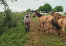 Rescataron tres caballos que se encontraban sueltos en la vía pública