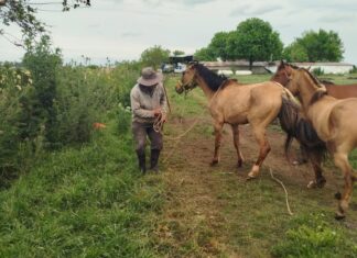 Rescataron tres caballos que se encontraban sueltos en la vía pública