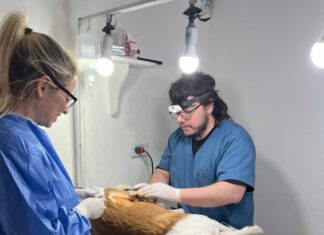 Más de 130 atenciones veterinarias en una semana en Concepción del Uruguay