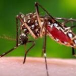 provinciales AEDES AEGYPTY
