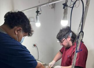 Sanidad Animal: más de 2.600 castraciones realizadas en lo que va del año