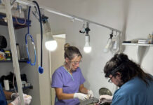 Se realizaron casi 70 castraciones y el quirófano móvil se trasladará al barrio San Isidro