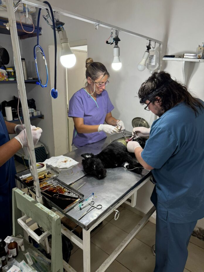 Zoonosis-1-696x928_jpg