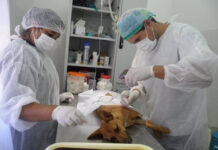 Municipio realiza 68 castraciones y mantiene Quirófano Móvil en barrio La Quilmes