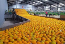 La citricultura entrerriana se prepara para la 43° Jornada Citrícola Nacional en INTA Concordia