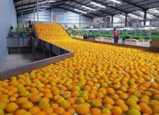 La citricultura entrerriana se prepara para la 43° Jornada Citrícola Nacional en INTA Concordia