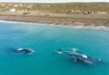 Vacaciones de verano 2026 en Argentina: 5 circuitos paradisíacos para una escapada de hasta dos semanas