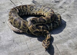 Salud emite recomendaciones por mordeduras de serpientes