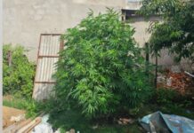 Allanamiento en Basavilbaso terminó con secuestro de una moto y plantas de marihuana