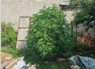 Allanamiento en Basavilbaso terminó con secuestro de una moto y plantas de marihuana