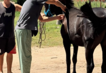 Municipio colocó chips de monitoreo a 50 caballos y anuncia nueva etapa para enero