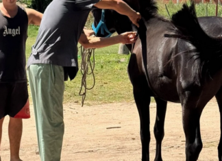 Municipio colocó chips de monitoreo a 50 caballos y anuncia nueva etapa para enero