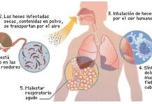 Hantavirus: Murió una nena de 5 años que estaba desnutrida; investigan si hay una nueva cepa en Salta