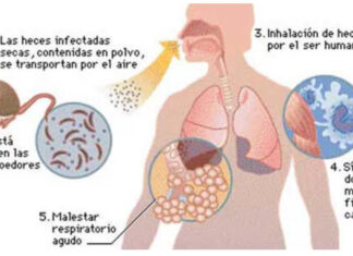 Hantavirus: Murió una nena de 5 años que estaba desnutrida; investigan si hay una nueva cepa en Salta