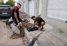 Avanza una nueva etapa del Programa Municipal de Arbolado