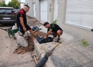 Avanza una nueva etapa del Programa Municipal de Arbolado
