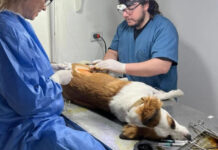Zoonosis de Concepción del Uruguay realizó más de 7 mil atenciones y 3 mil castraciones durante 2025