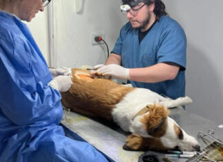 Zoonosis de Concepción del Uruguay realizó más de 7 mil atenciones y 3 mil castraciones durante 2025