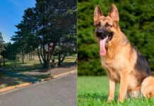 Detienen a hombre por robar un perro y exigir dinero a su dueño para su devolución