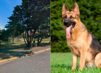 Detienen a hombre por robar un perro y exigir dinero a su dueño para su devolución