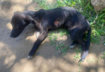 Rescatan a Perro con Signos de Maltrato en Concordia y lo Entregan a Protectora