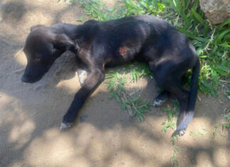 Rescatan a Perro con Signos de Maltrato en Concordia y lo Entregan a Protectora