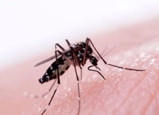 Dos casos sospechosos de dengue y hantavirus en el hospital de Concepción del Uruguay