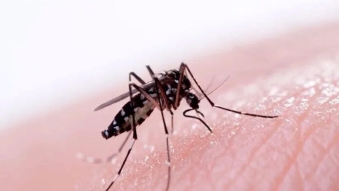 mosquito-dengue_jpg_webp