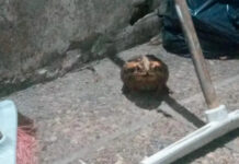 Veterinaria advierte por sapos venenosos en Concepción del Uruguay tras la muerte de un perro