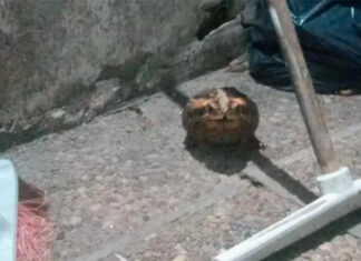 Veterinaria advierte por sapos venenosos en Concepción del Uruguay tras la muerte de un perro