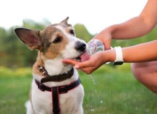 Zoonosis suspende cirugías de tarde por las altas temperaturas