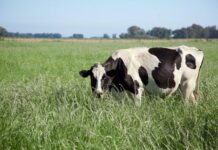 La producción de leche en Argentina alcanzó en 2025 su mejor nivel en una década