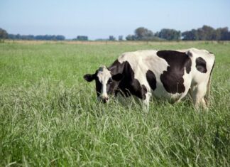 La producción de leche en Argentina alcanzó en 2025 su mejor nivel en una década
