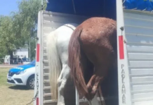 Secuestran cinco caballos sueltos en el Parque de la Ciudad y el Balneario Itapé