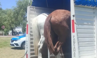 Secuestran cinco caballos sueltos en el Parque de la Ciudad y el Balneario Itapé
