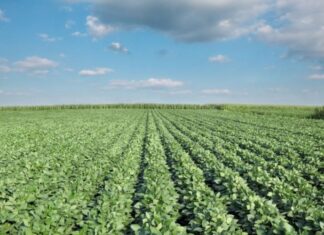 LA CONTRA… Un inmenso desierto verde