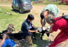 Amplían operativos de vacunación y castramóvil sigue en Predio Multieventos