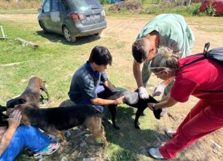 Amplían operativos de vacunación y castramóvil sigue en Predio Multieventos